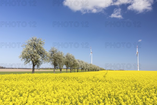 Flowering fruit trees and rape field (Brassica napus) in bloom, in the background 2 wind turbines,