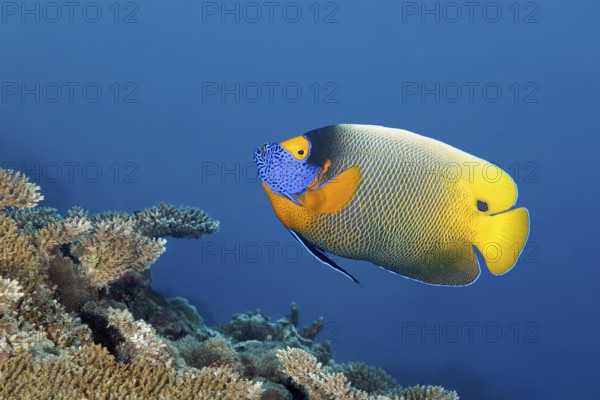 Blue-headed angelfish (Pomocanthus xanthometopon) swimming over coral reef, Great Barrier Reef,