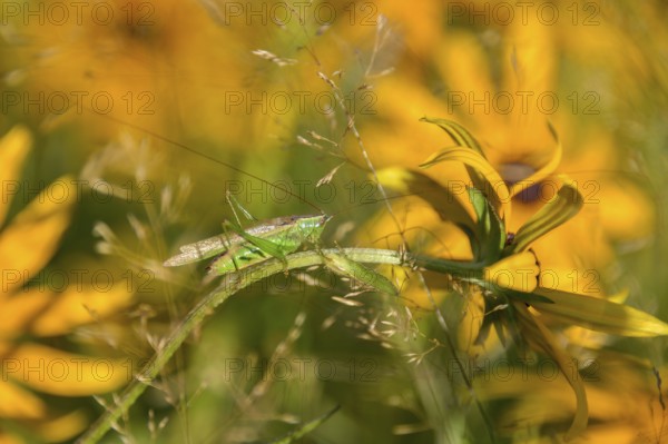 Short-winged grasshopper (Conocephalus dorsalis) in the garden with Rudbeckia fulgida (Rudbeckia