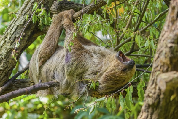 A Linnaeus's two-toed sloth (Choloepus didactylus) hangs down from a branch of a tree and yawns