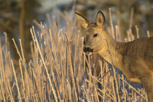 Roe deer standing in hoar frosted dead stinging nettle at minus 15 °C at sunrise. Licking off the