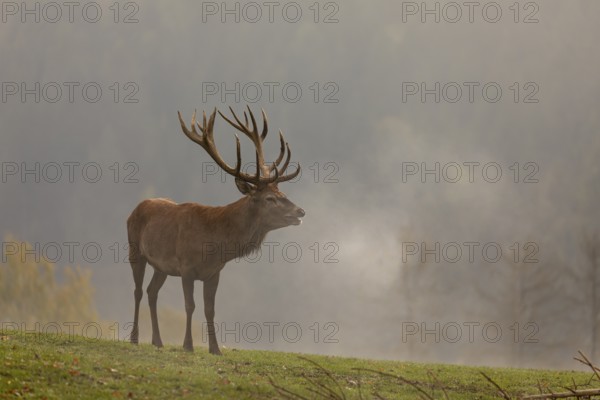 One Red Deer stag (Cervus elaphus) in rutting season, standing calling on a green meadow. A forest