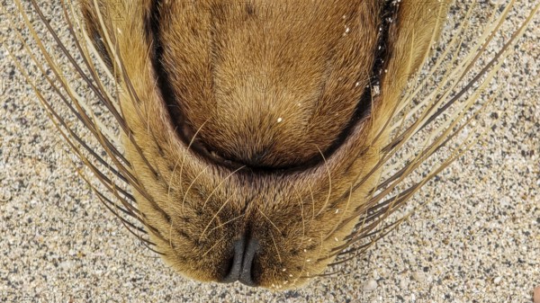 Galapagos sea lion, Galápagos sea lion (Zalophus wollebaeki) portrait, Galápagos Islands, Ecuador,