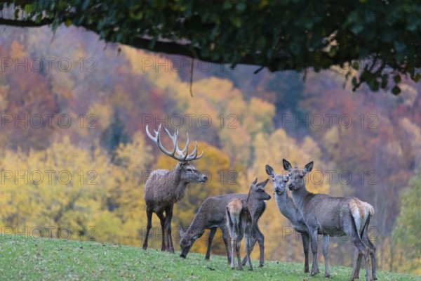 A herd of red deer (Cervus elaphus) and a stag standing on a meadow on hilly ground. A forest in