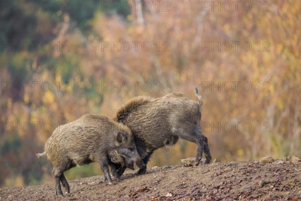 Two wild boar or wild pig (Sus scrofa) fight on an opening