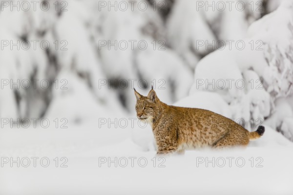 One young male Eurasian lynx, (Lynx lynx), walking through deep snow covered undergrowth in a