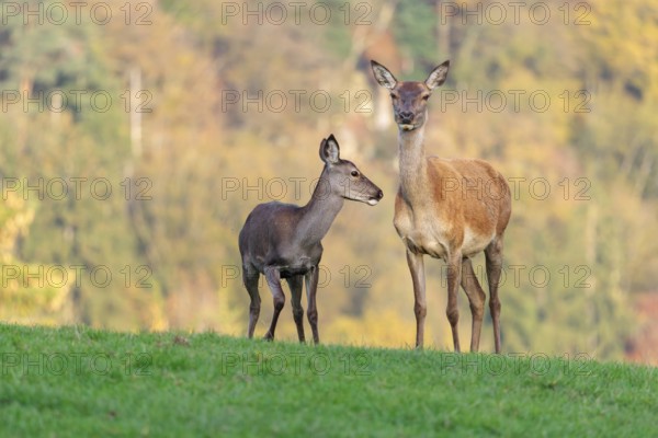 An adult red deer hind (Cervus elaphus) and a calf are standing in a meadow in the beautiful