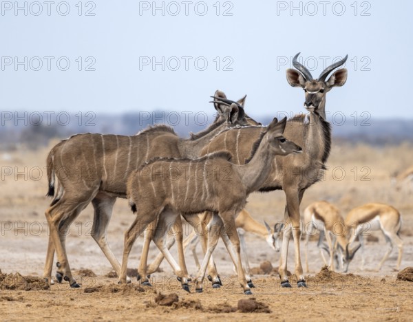 Greater kudu (Tragelaphus strepsiceros), group at waterhole, Nxai Pan National Park, Botswana,