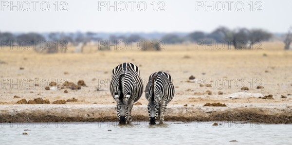 Plains zebra (Equus quagga), two zebras drinking at a waterhole, Nxai Pan National Park, Botswana,