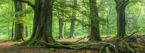 Huge old beech trees with moss-covered roots in a former hut forest, deadwood lying on the ground,