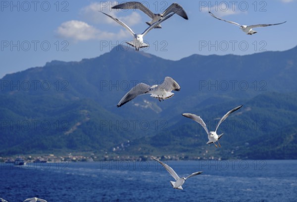 Limenas, Thassos, Greece - Seagulls accompany the Thassos Sea Lines ferry to Limenas. The capital