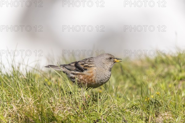 One adult alpine accentor (Prunella collaris collaris) walking on grass, collecting insects at 2400