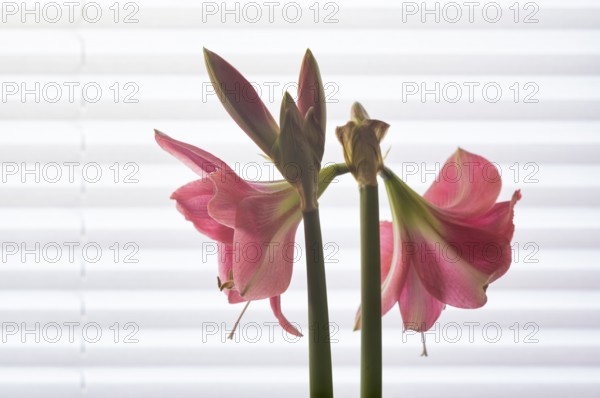 Indoor photo, pink amaryllis, flower (Amaryllidaceae) and stamens, buds, in front of window, roller