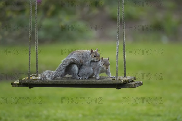 Grey squirrel (Sciurus carolinensis) two adult animals mating on a garden swing, England, United
