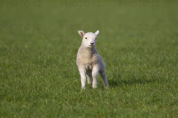 Domestic sheep (Ovis aries) juvenile baby lamb farm animal in a grass field in springtime, England,