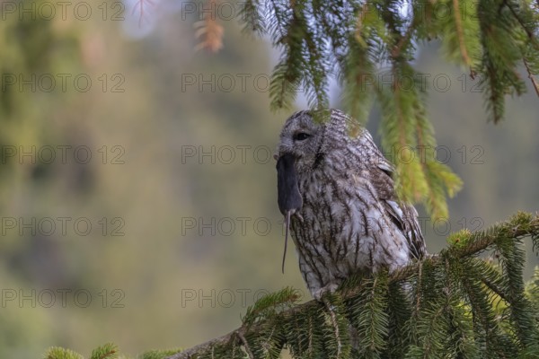 One tawny owl or brown owl (Strix aluco) sitting on a branch of a spruce tree, feeding on a mouse