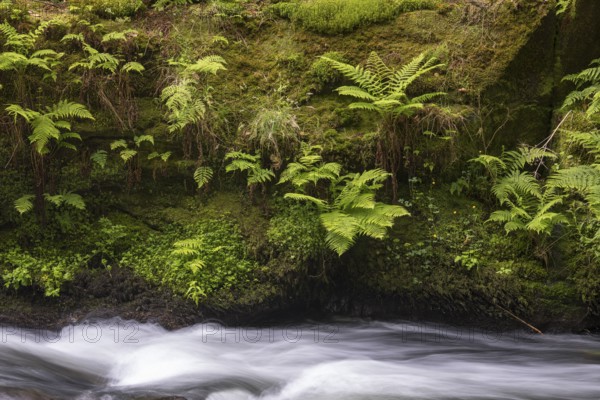 Flowing, silky water with ferns and rocks in the Edmunds Gorge, river Kamnitz, Hrensko, Ustecky
