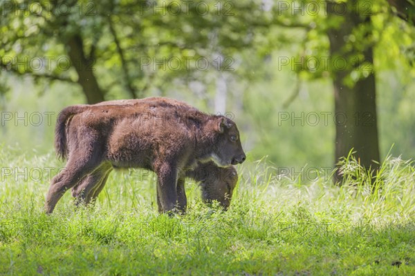 Two European bison calves (Bison bonasus) stand side by side in a forest
