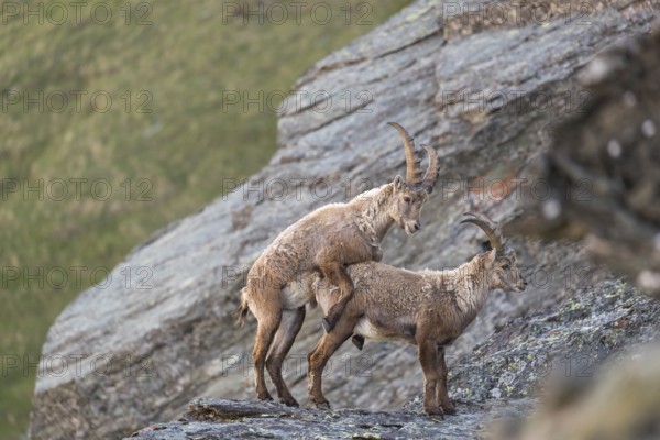 Two young male ibex (Capra ibex)showing dominance behavior. Rocks and grass in the background. 2500