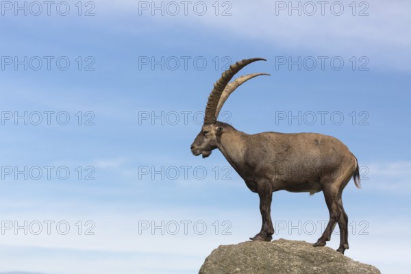 One adult ibex (Capra ibex) standing on a rock like a statue with blue sky behind him on 2500 m sea