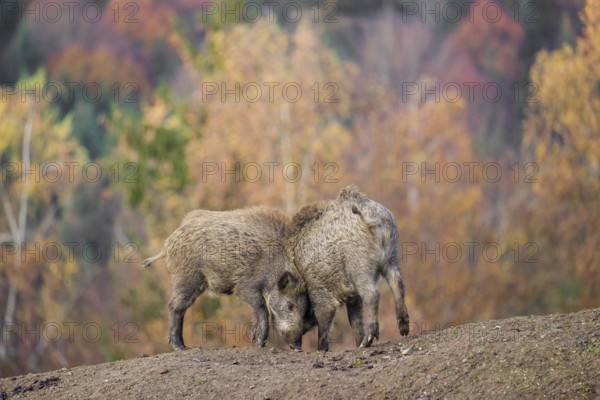 Two wild boar or wild pig (Sus scrofa) fight on an opening