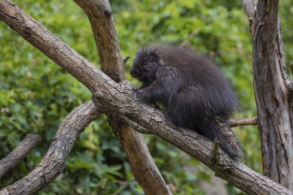 One North American porcupine (Erethizon dorsatum), or Canadian porcupine resting on a branch. A
