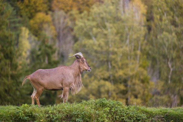 One Barbary sheep (Ammotragus lervia) stands on green hilly ground. A forest is in the background
