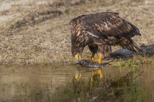One white-tailed eagle (Haliaeetus albicilla) sitting lakeshore in early light, feeding on a common