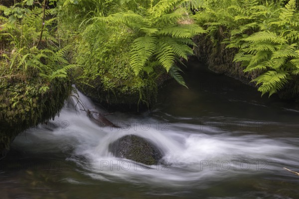 Flowing, silky water with ferns and rocks in the Edmunds Gorge, river Kamnitz, Hrensko, Ustecky