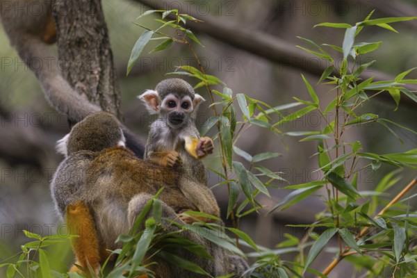 One female Central American squirrel monkey, Saimiri oerstedii, carrying her baby. Green vegetation