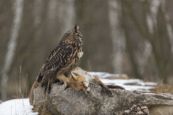 One Eurasian Eagle Owl, Bubo bubo, perched on a carcass of a red fox lying on a rock. A forest in
