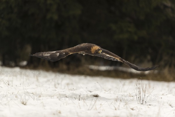 One golden eagle (Aquila chrysaetos) flying over a snowy meadow. A forest in the background.