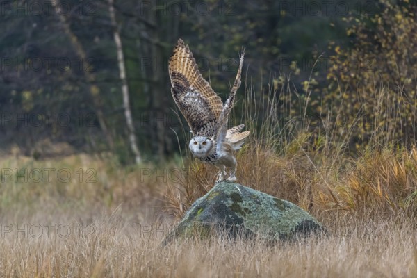One Siberian Eagle Owl (Bubo bubo sibiricus) living off of a rock between tall reed grass lakeshore