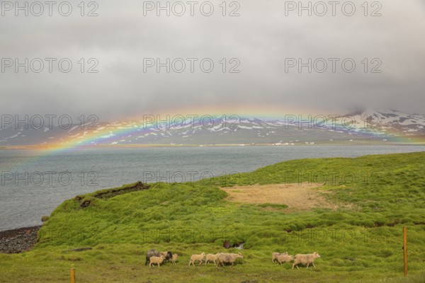 Sheep under a rainbow. Rainbow over the sea at Hopsvatn, N Iceland