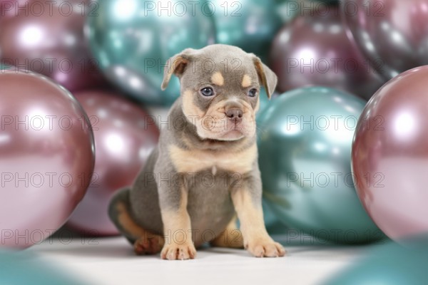 Young healthy lilac orange tan French Bulldog dog puppy with colorful balloons in background