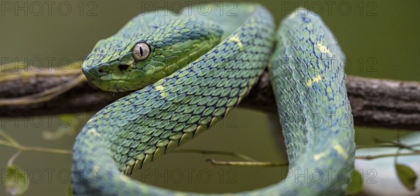 Bothriechis lateralis (Bothriechis lateralis), sitting on a branch, Heredia province, Costa Rica,