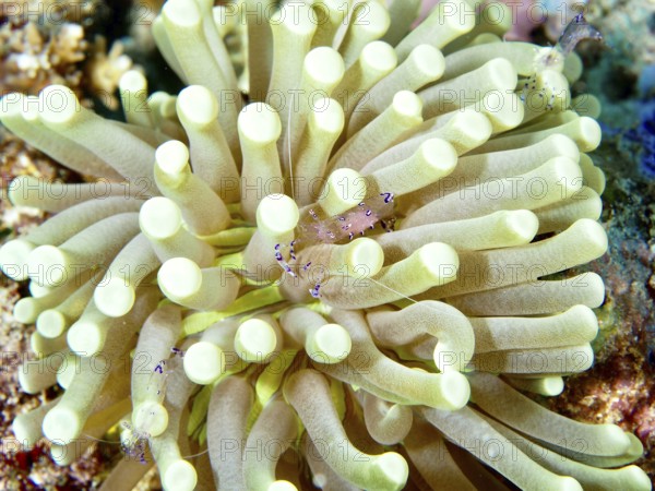 A pale green anemone mushroom coral (Heliofungia actiniformis) on the seabed in an underwater