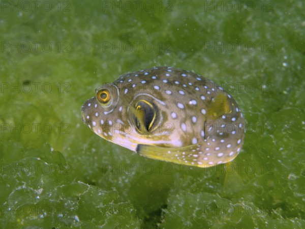 A spherical fish, white spotted pufferfish (Arothron hispidus) juvenile, swimming in a green algae