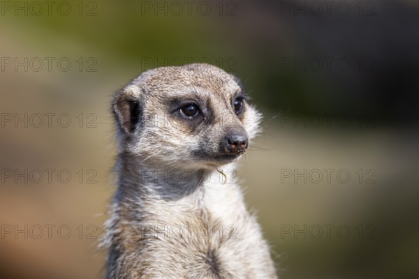 Meerkat (Suricata suricatta) standing sweet and curious in the desert, captive, occurrence Africa