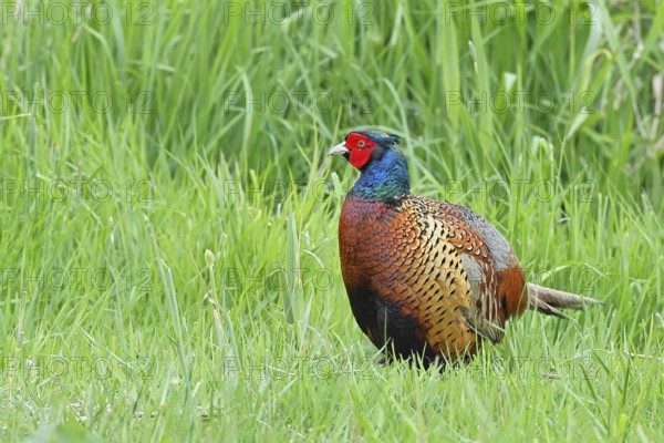Pheasant, hunting pheasant (Phasianus colchicus), adult male bird in a meadow, wildlife, Lembruch,
