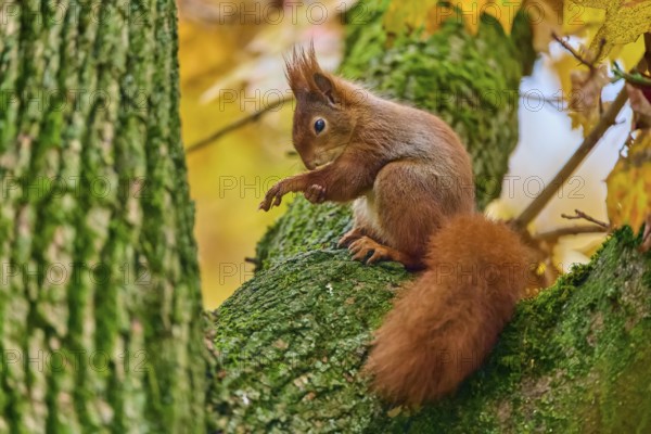 Eurasian squirrel (Sciurus vulgaris), sitting on a tree in an autumnal setting with colourful