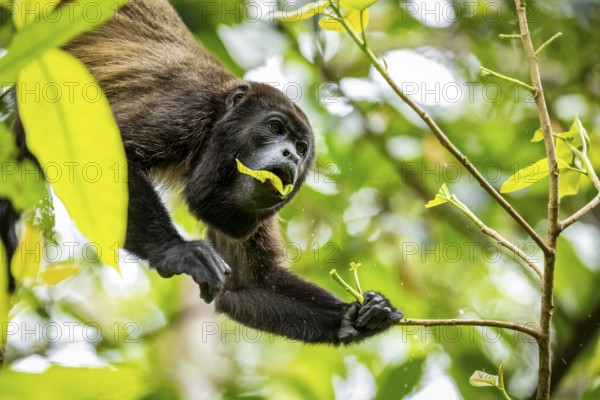 Howler monkey (Alouatta palliata) eating leaves in a tree, Cahuita National Park, Costa Rica,