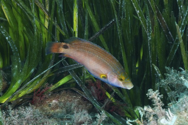 A colourful fish, Mediterranean wrasse (Symphodus mediterraneus), swimming through green seagrass,
