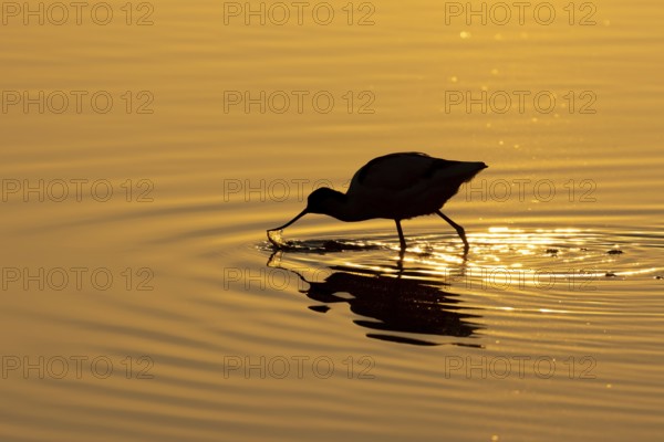 Pied avocet (Recurvirostra avosetta) adult bird silhouette feeding in a shallow lagoon at sunset,