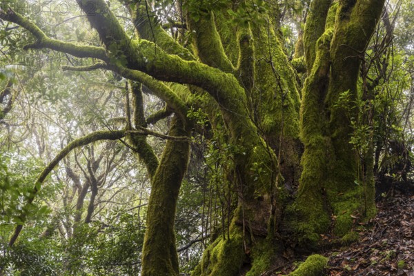 Mossy laurel tree in the cloud forest. Garajonay National Park, La Gomera, Canary Islands, Spain,