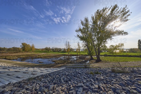 Tree in backlight, blue sky with cumulus clouds and sun, Elbe meadows with dike, Mühlberg Elbe,