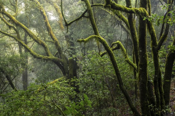 Trees with mosses and lichens. Light mist and sun. Garajonay National Park, La Gomera, Canary