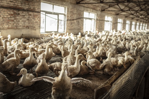 Ducks in rearing station, Jiang Su Salted Duck Farming Co. Ltd, Xiang Shui County, China, Asia