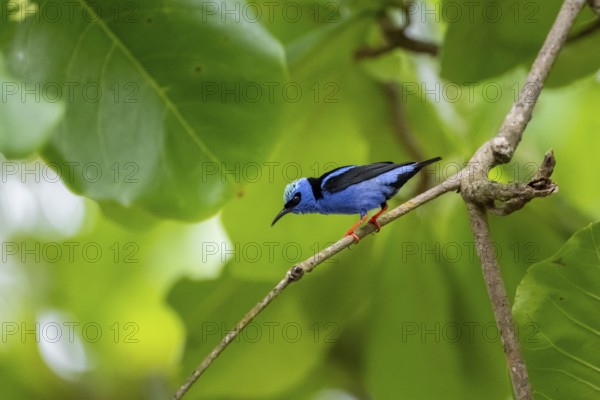 Turquoise Sunbird (Cyanerpes cyaneus), bird sitting on a branch, Corcovado National Park, Osa,