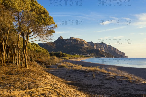 Lonely sandy beach and pine forest, Spiaggia di Isula Manna, sunrise, Santa Maria Navarrese, Gulf